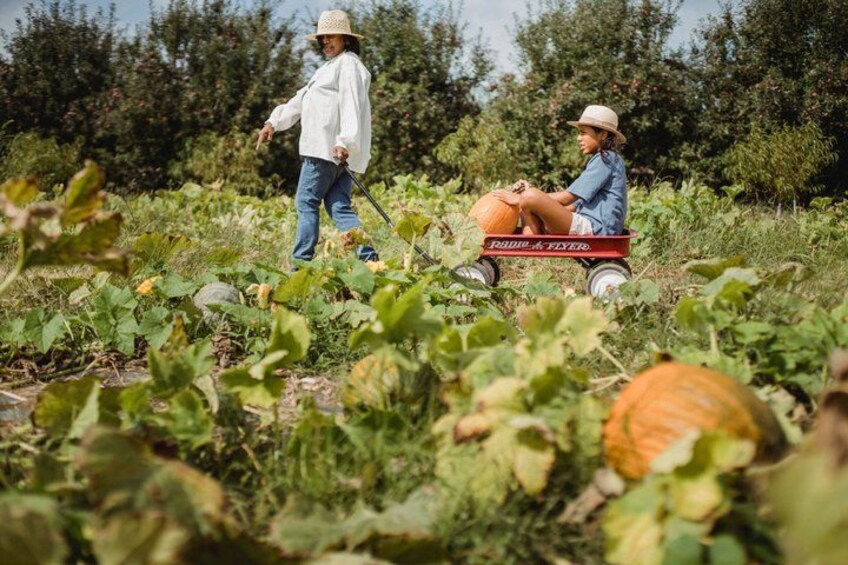 Two people in a field, one walking and the other in a wagon with a pumpkin. 3