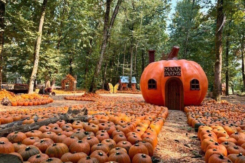 A pumpkin patch with a large pumpkin house labeled 'MAAN FARMS' surrounded by trees. 2