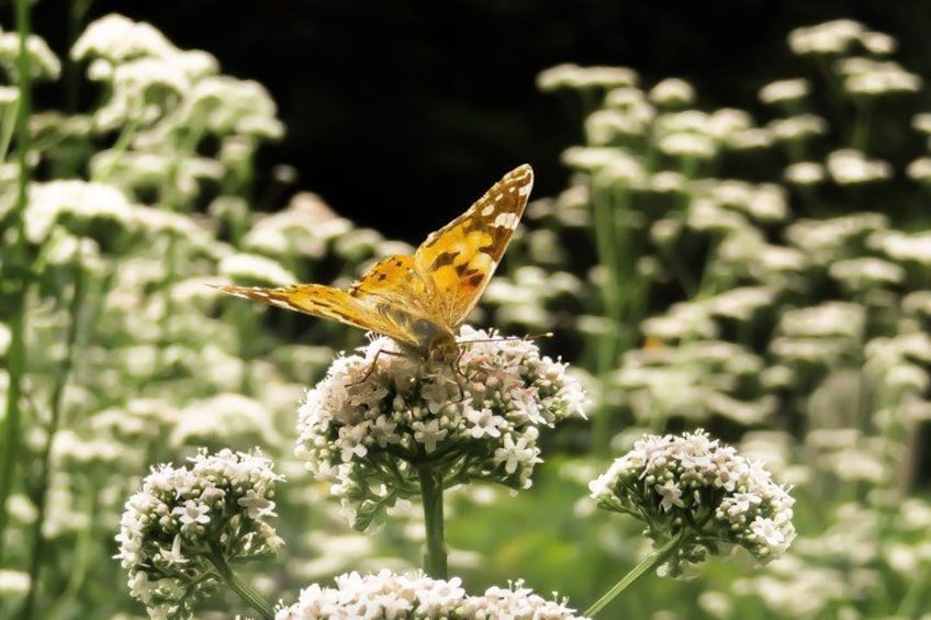 A butterfly on a cluster of white flowers in a garden. 2