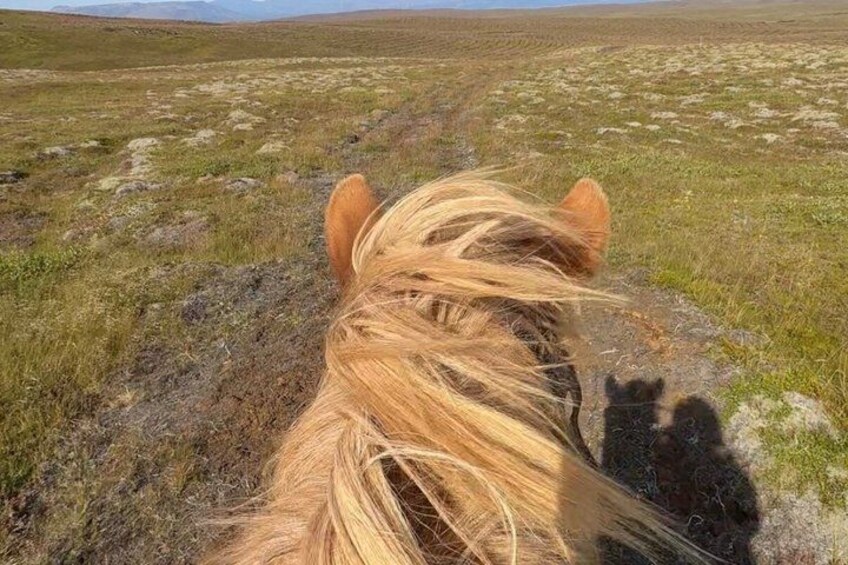A horse's head and mane in a grassy field. 2