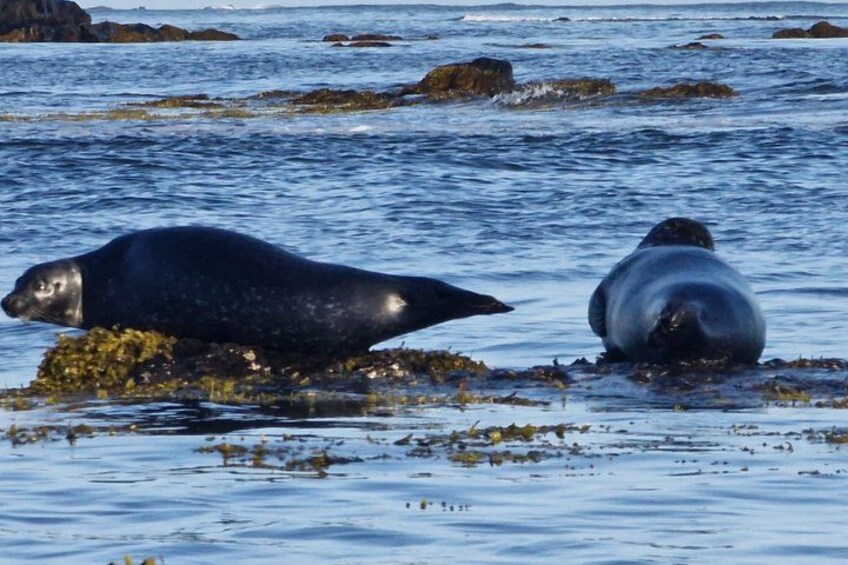 Two seals on a rocky shoreline with water. 4