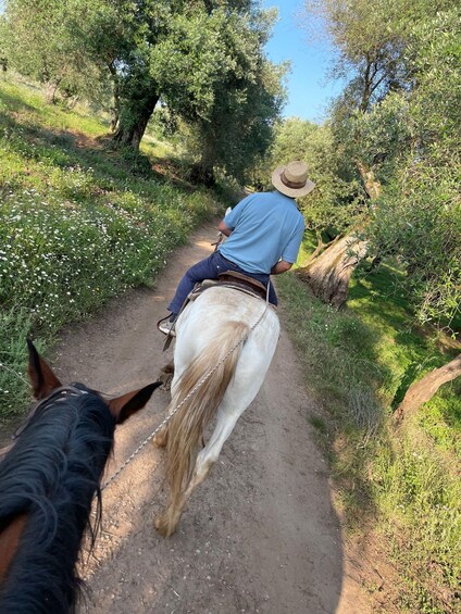 A person riding a white horse on a dirt path surrounded by greenery and trees. 3