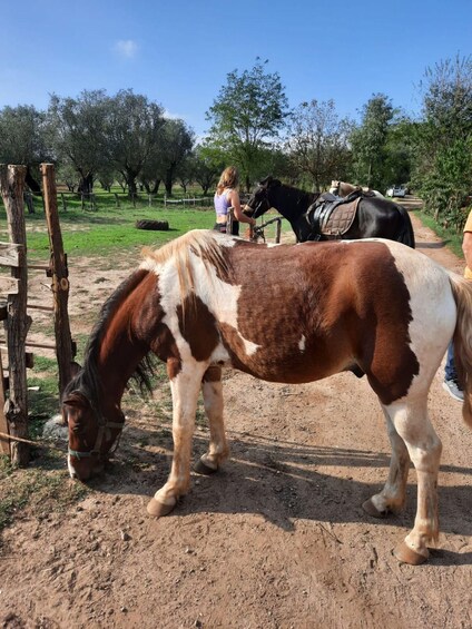 A horse grazing in a fenced area with a person nearby. 2