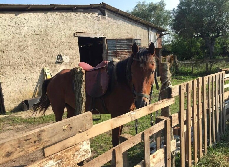 A horse standing in a stable with a wooden fence in the foreground. 1