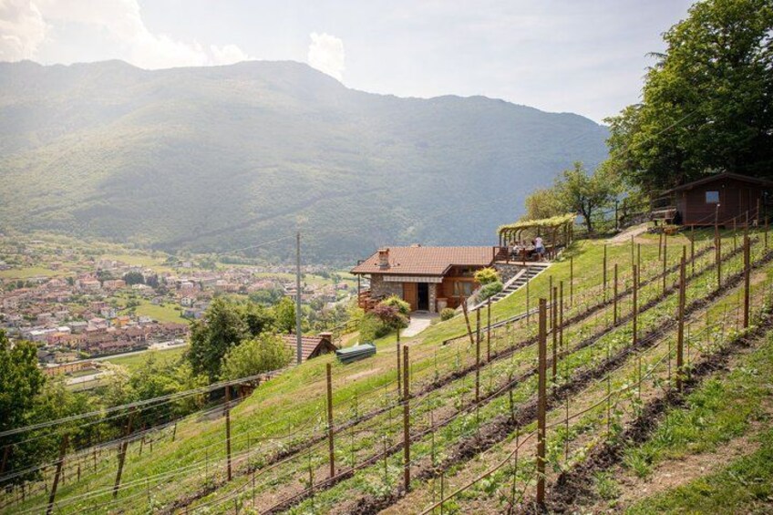 Wine Tasting at Family Vineyard on Lake Como 3
