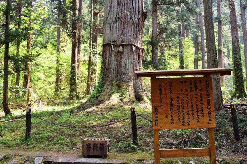 A forest with a large tree, a wooden sign with Japanese text, and a stone bench. 4