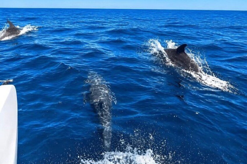 Dolphins jumping out of the water. 4
