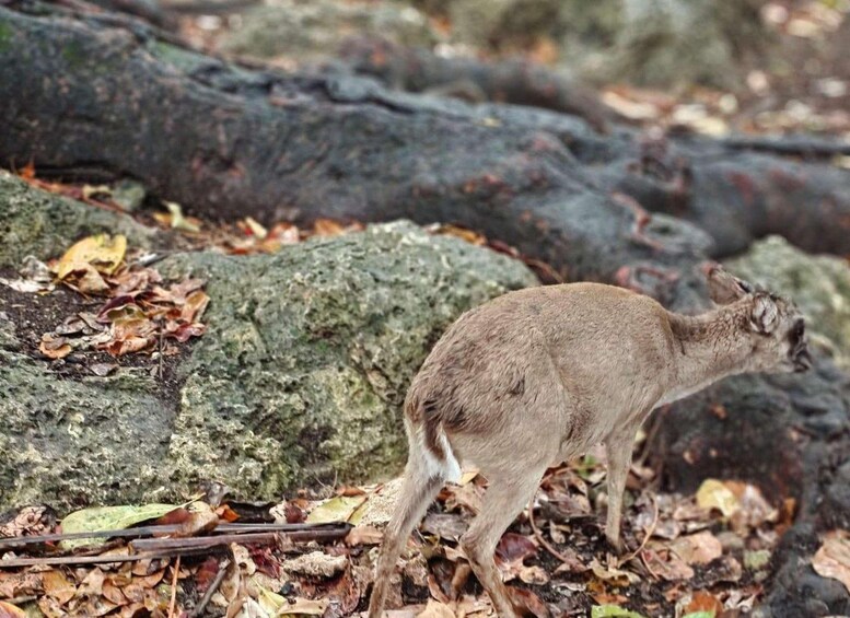 Un cervo in una foresta con foglie cadute e un grande masso. 3