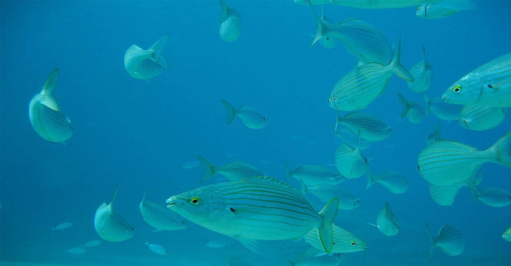 Un banco de peces nadando en el océano. 5