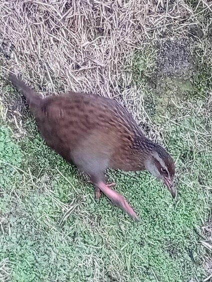 Un pájaro sobre la hierba. 2