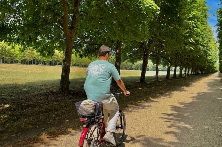 A person riding a bicycle on a tree-lined path. 5