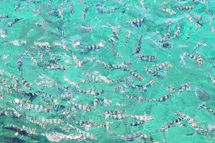 A dense cluster of marine life, possibly a coral reef, with various fish species visible. 3