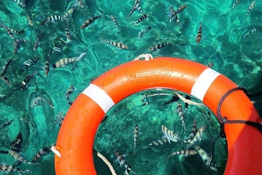 A lifebuoy in clear water with striped fish swimming around. 2