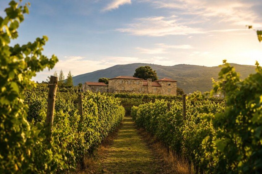 A vineyard with rows of grapevines leading to a stone building. 1