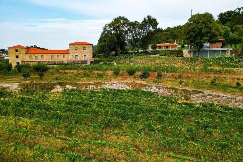 A vineyard with rows of grapevines, a stone building with a red roof, and trees in the background. 2