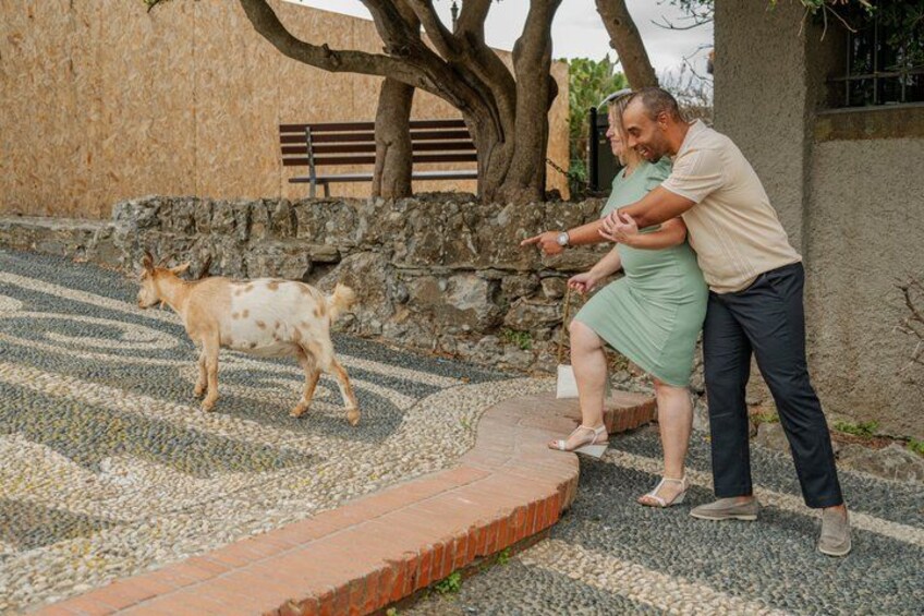 A person pointing at a goat on a patterned pavement with a stone wall and tree in the background. 3