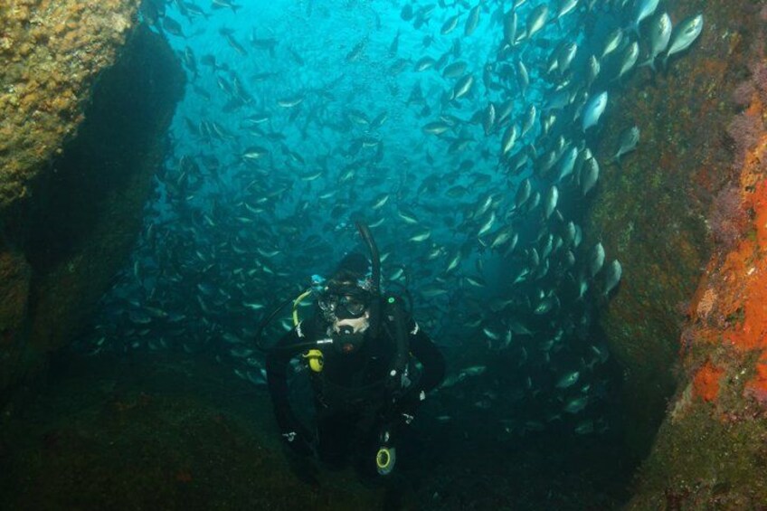 A diver surrounded by a school of fish in a rocky underwater environment. 2