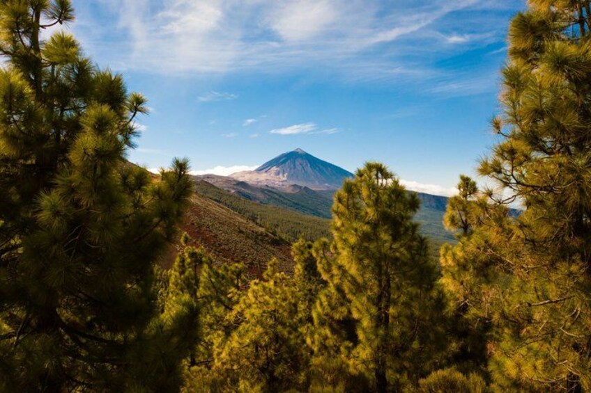 A mountain landscape with pine trees in the foreground and a mountain in the background. 5