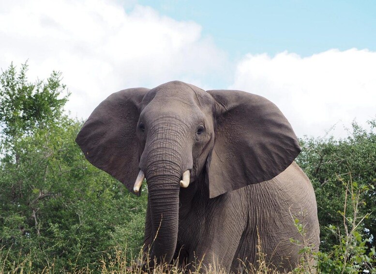 An elephant in a natural setting with trees and a clear sky. 5