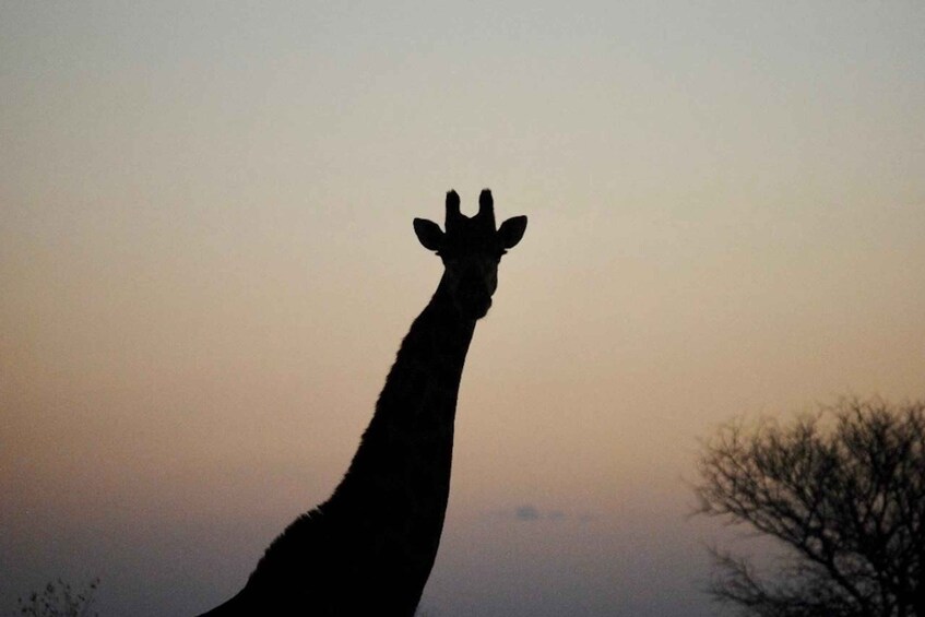 A giraffe silhouette against a sunset sky. 3