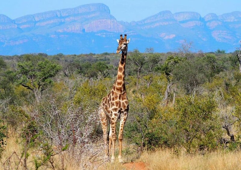 A giraffe standing in a savanna with sparse trees and a mountain range in the background. 4
