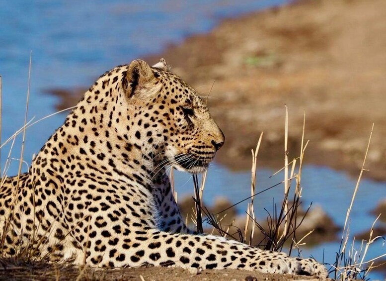 A cheetah resting by a water body with sparse vegetation. 1