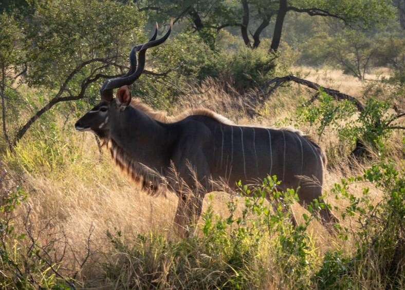 A kudu antelope in a natural setting with trees and dry grass. 2