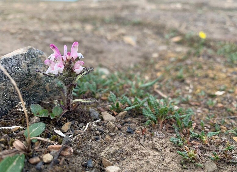 Une plante à fleurs roses, aux feuilles vertes, qui pousse dans un sol rocailleux. 5