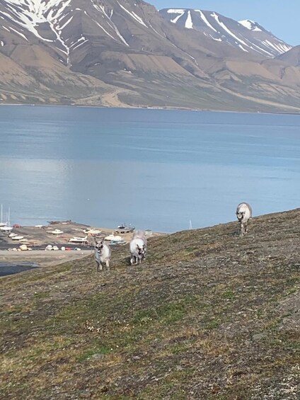 Un troupeau de moutons broute sur une colline, avec un lac et des montagnes en arrière-plan. 4