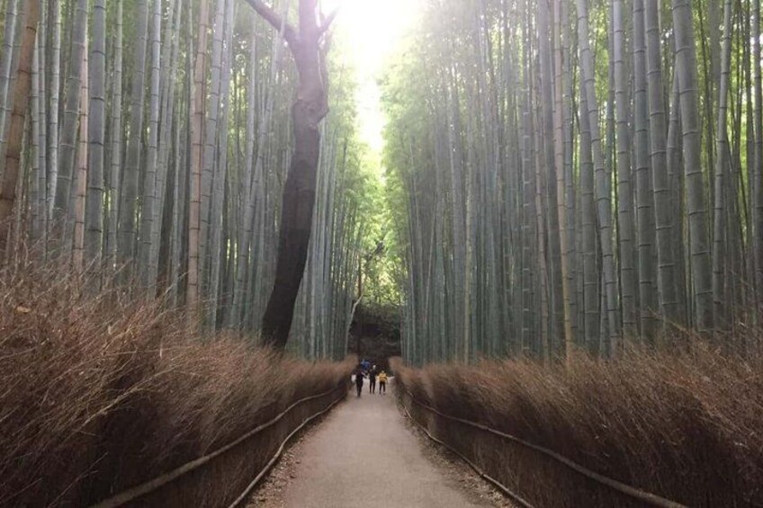 A pathway flanked by tall bamboo trees, leading towards a distant structure. 1