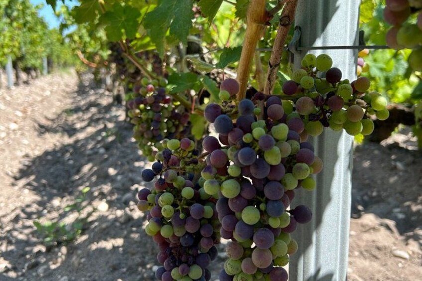 Grapevines with clusters of green and purple grapes. 4
