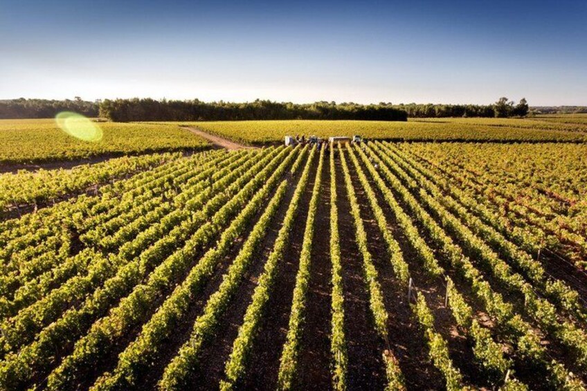 A vineyard with rows of grapevines under a clear sky. 2