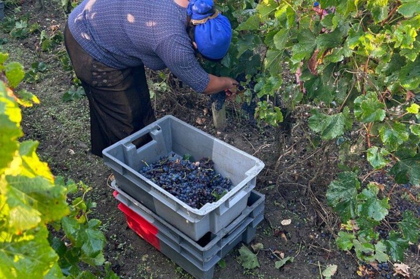 A person harvesting grapes in a vineyard. 5