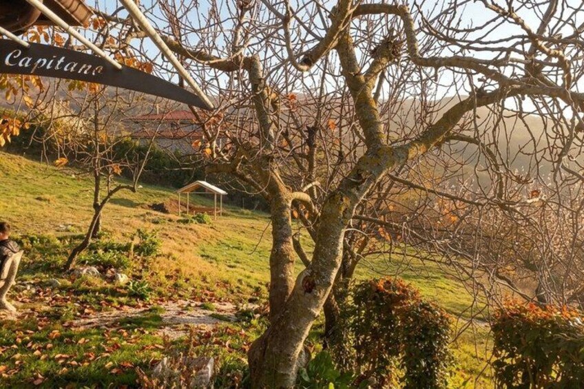 A tree with a sign that reads 'Capitano' and a grassy hill in the background. 3