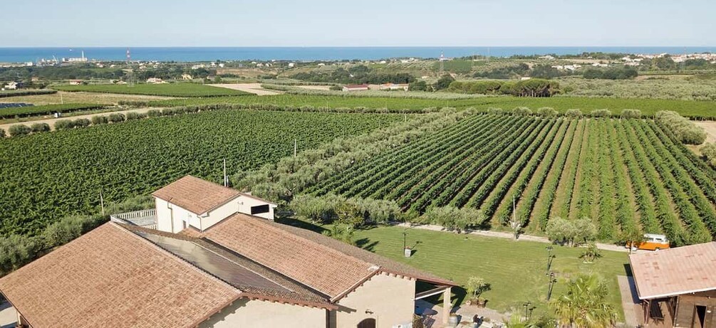 A vineyard with rows of grapevines, a building with a red roof, and a coastal landscape in the background. 3