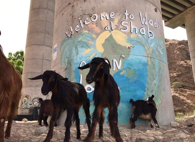 Una cabra parada debajo de una estructura con un mapa y el texto 'Welcome to Wool al-Shab'. 2
