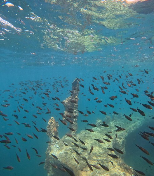 An underwater scene with a large group of fish swimming around a rocky structure. 3