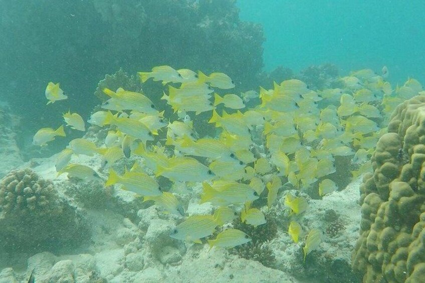 A school of yellow fish swimming near coral reefs. 5