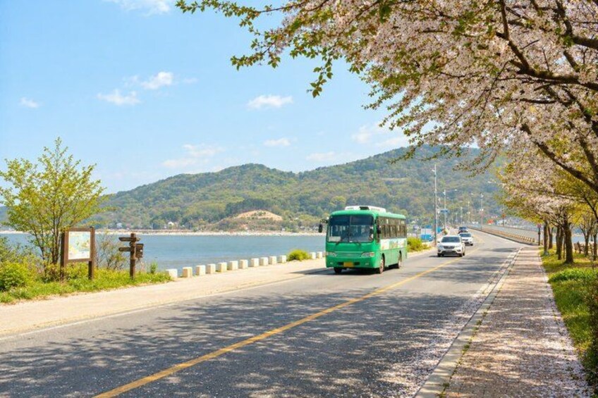 A green bus on a coastal road with cherry blossoms, a clear sky, and a hilly landscape in the background. 2