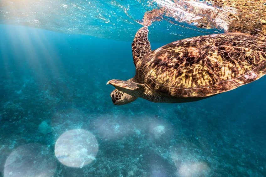 A sea turtle swimming underwater. 3