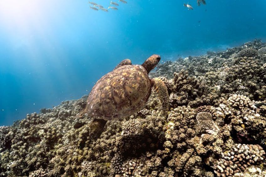 A sea turtle swimming over a coral reef. 5