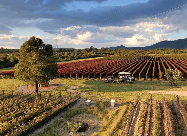 Ein Weinberg mit Reihen von Reben, ein Baum, ein Traktor und ein bewölkter Himmel. 3