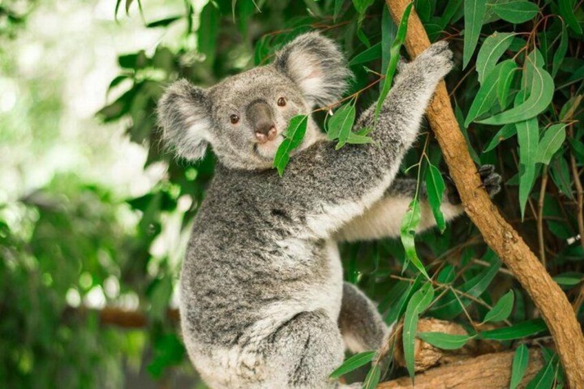A koala clinging to a tree branch amidst green foliage. 2