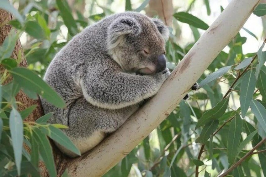 A koala resting on a tree branch surrounded by eucalyptus leaves. 3