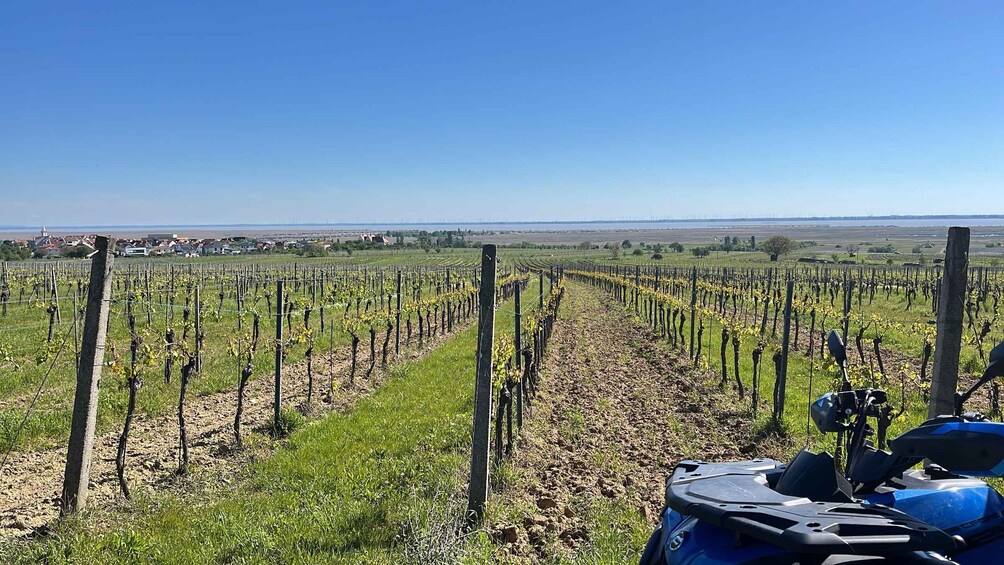 A vineyard with rows of grapevines and a blue tractor in the foreground. 2