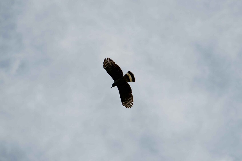 A bird of prey in flight against a cloudy sky. 2