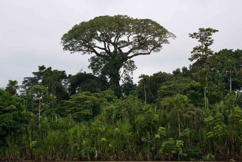 A large tree surrounded by dense tropical vegetation. 4