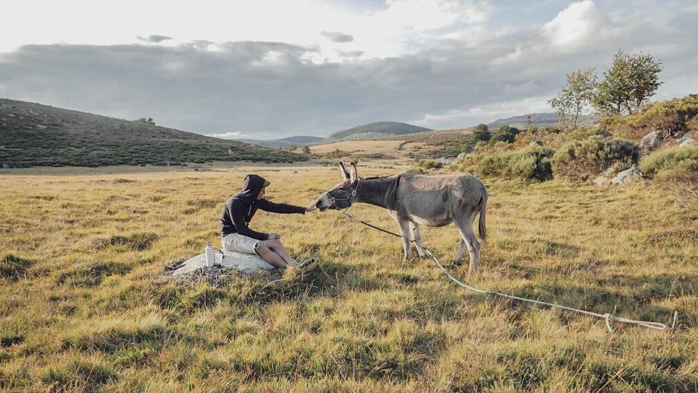 A person interacting with a donkey in a grassy field with hills in the background. 5