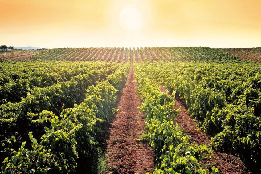 A vineyard with rows of grapevines under a clear sky. 1
