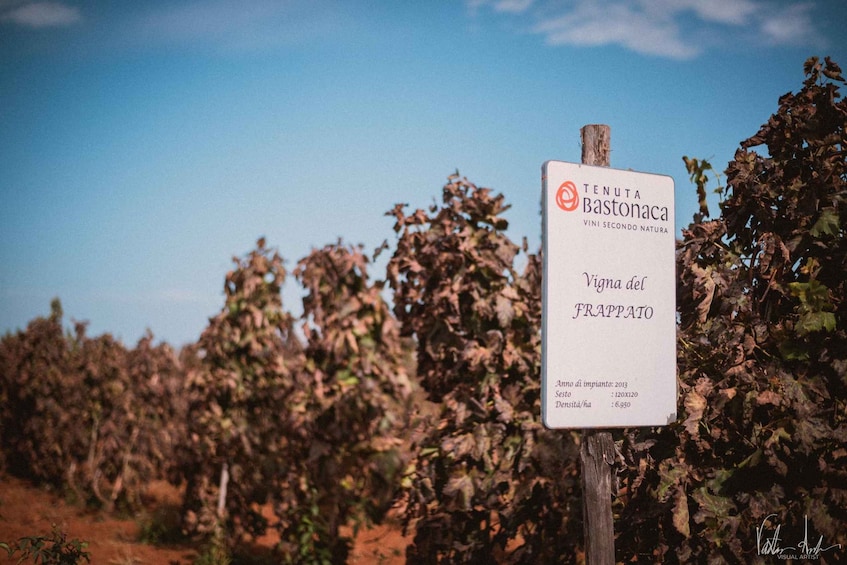 En skylt i en vingård med texten ”TENUTA Bastianaca VINI SECONDO NATURA” och ”Vigna del FRAPATO”. 2